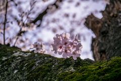 幹の桜