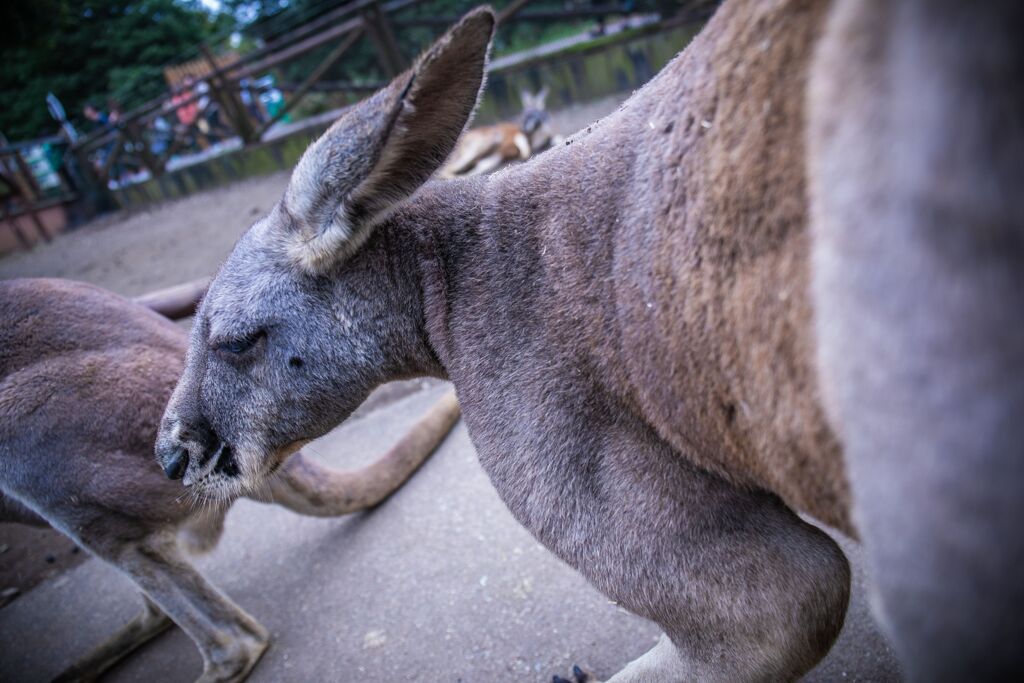サファリパーク029