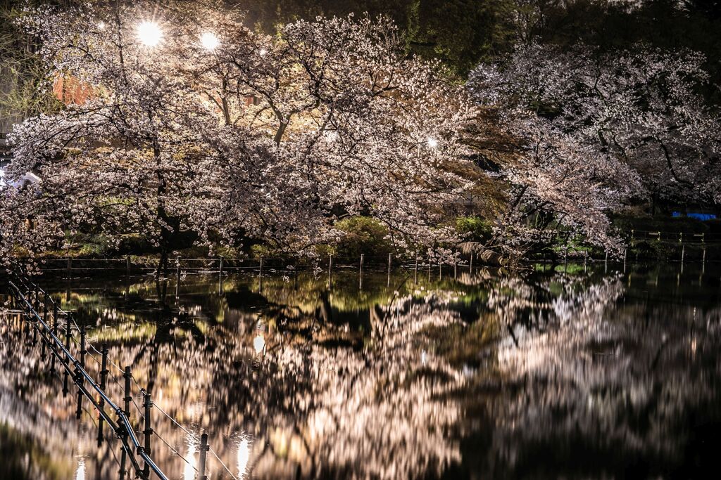 桜雨a014