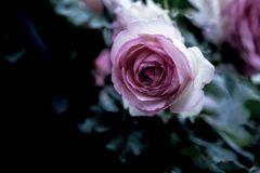 重い薔薇019