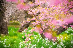 桜C073
