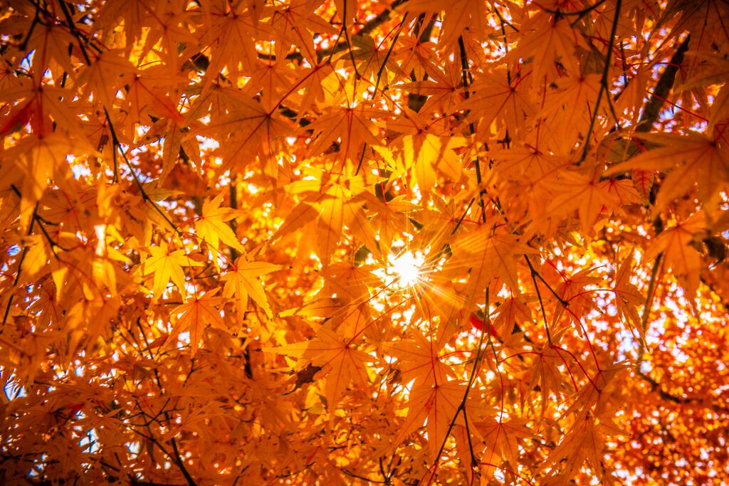 紅葉019