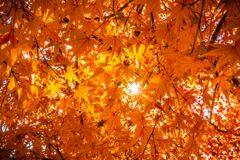 紅葉019