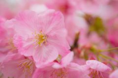 れ桜019