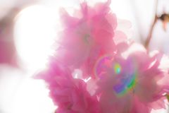桜昼038