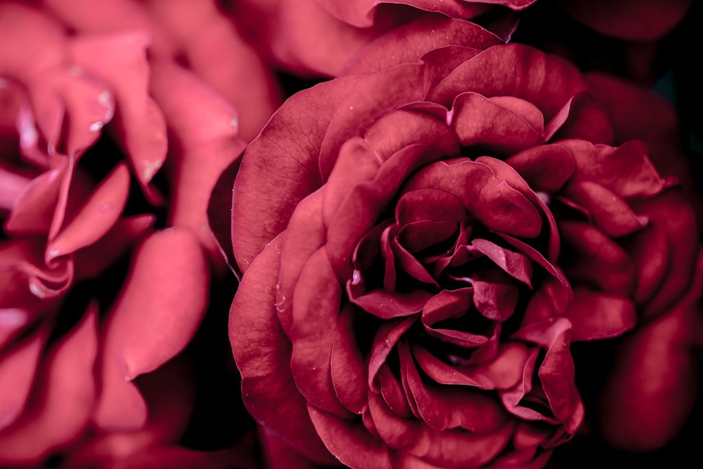 薔薇031