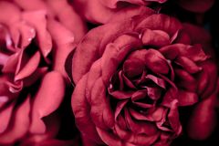 薔薇031