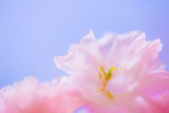 桜B026
