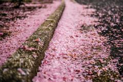桜B063