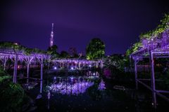 夜の藤010