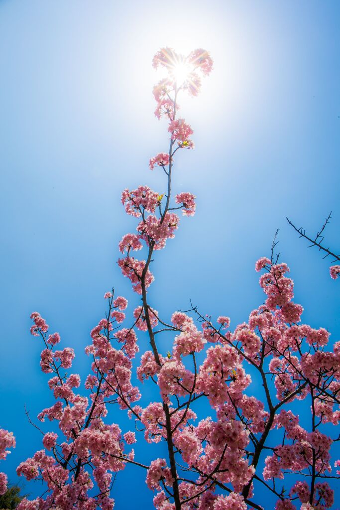 河津桜041