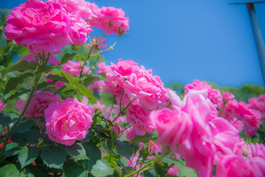 薔薇030