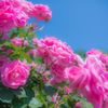 薔薇030