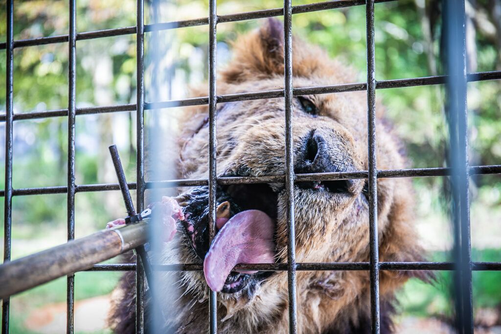 サファリパーク008