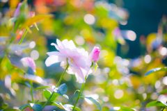 公園バラ006