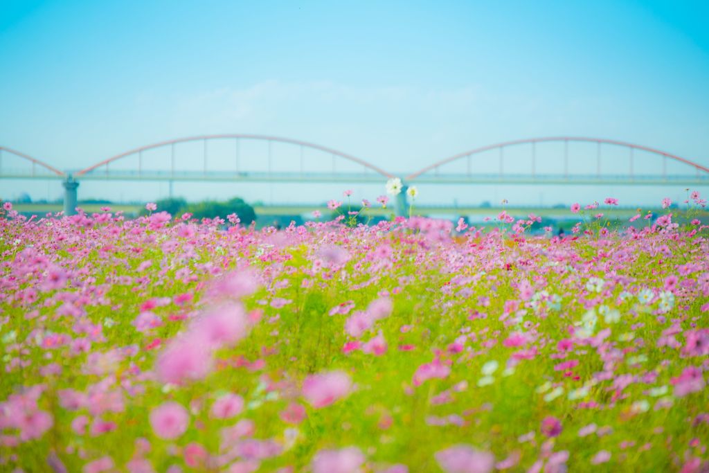 まつり035