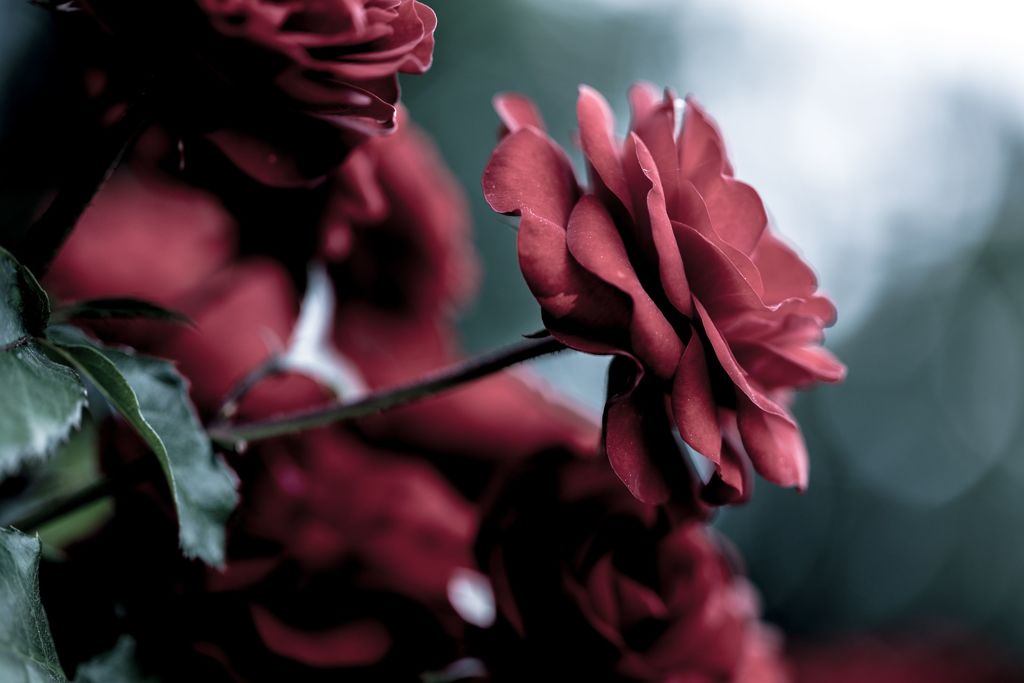 い薔薇035