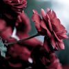 い薔薇035