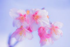 河津桜A031