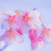 河津桜A031