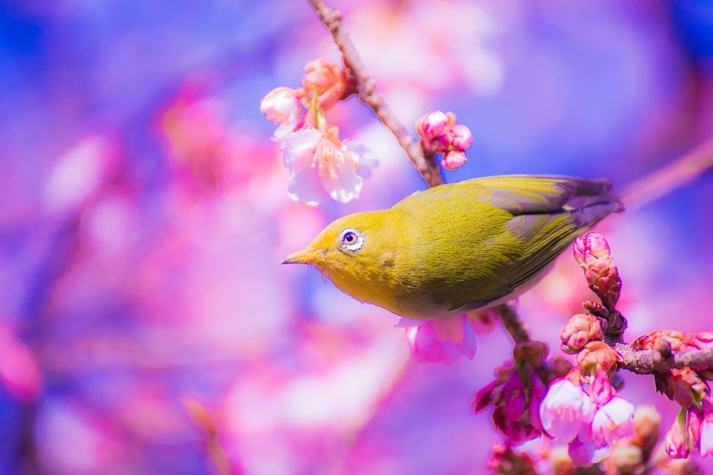河津桜A038