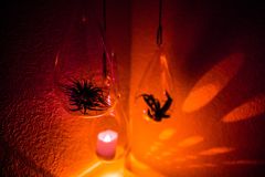 家＠エアプラント005