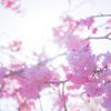 まつり045