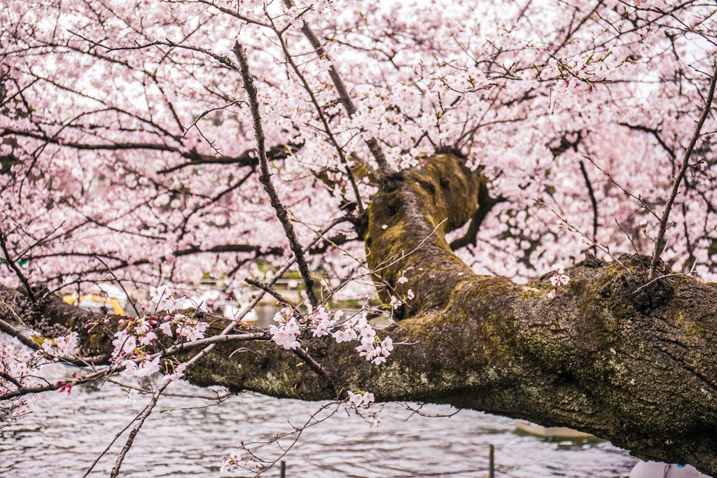 公園A009