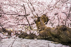 公園A009