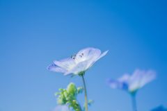 ネモフィラ045