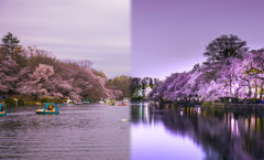 井の頭公園＠2019桜b001昼と夜