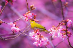 河津桜A021
