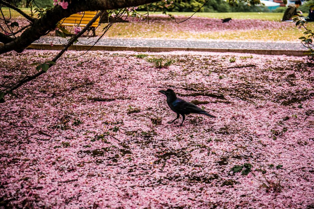 桜B032