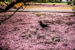 桜B032