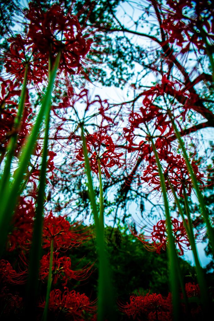 彼岸花004