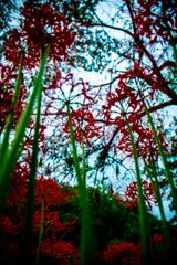 彼岸花004