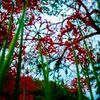 彼岸花004