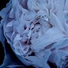 重い薔薇007