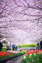 チューリップ023