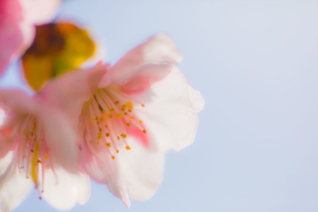 桜A005