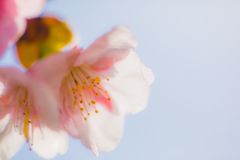 桜A005