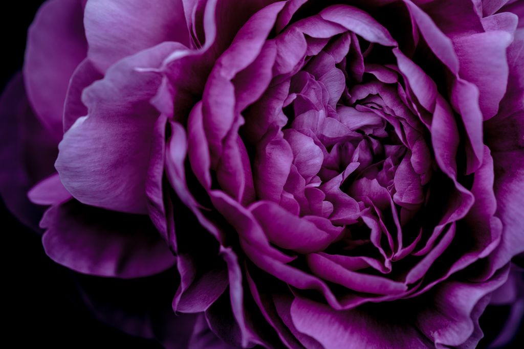 薔薇004