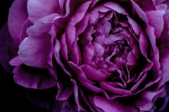 薔薇004