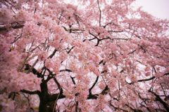 桜003