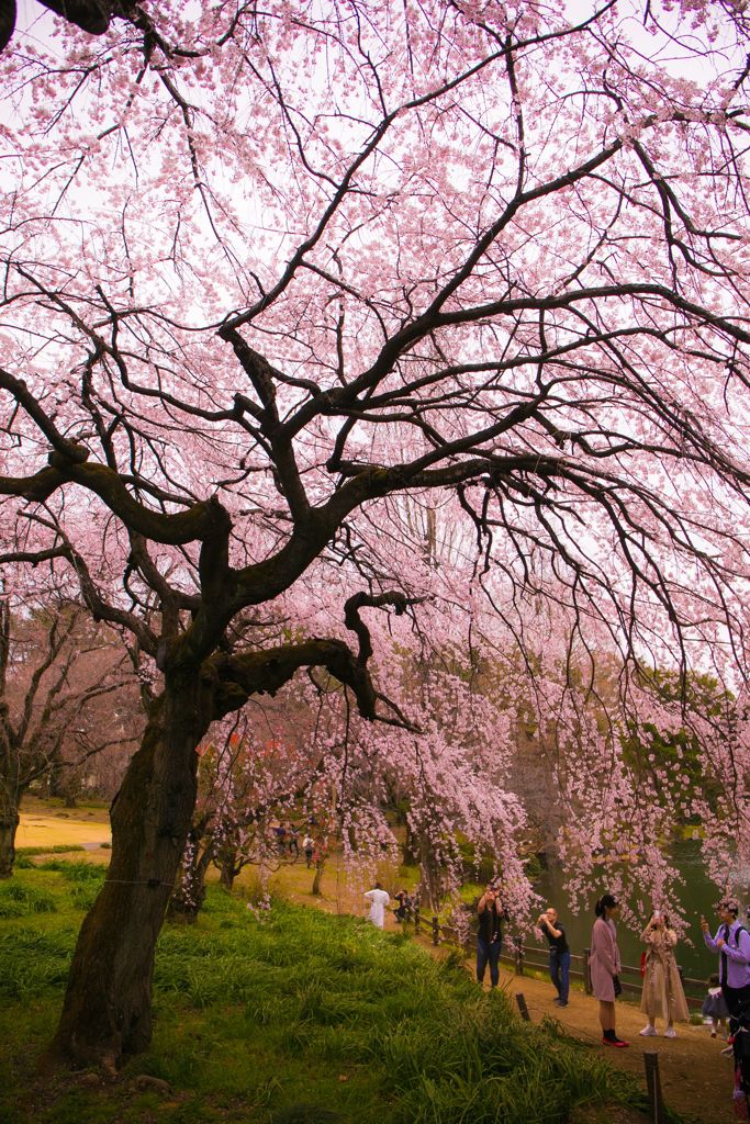 桜005