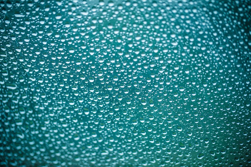 雨のコスモス028