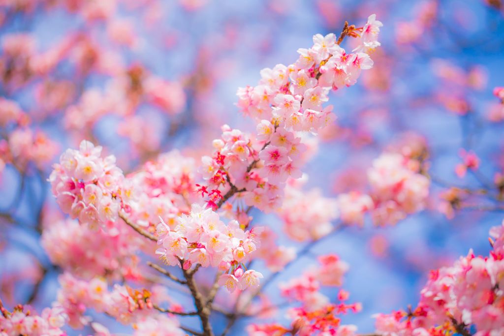 桜002