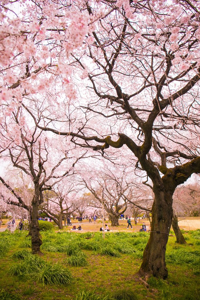 れ桜007