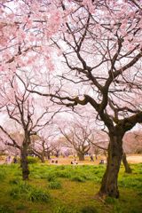 れ桜007