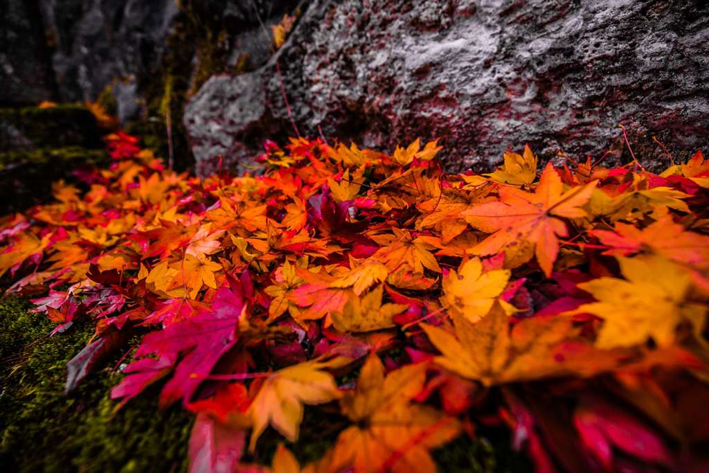 紅葉021